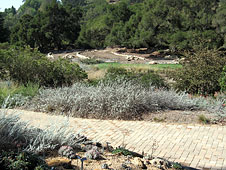 Santa Barbara Botanic Garden, CA