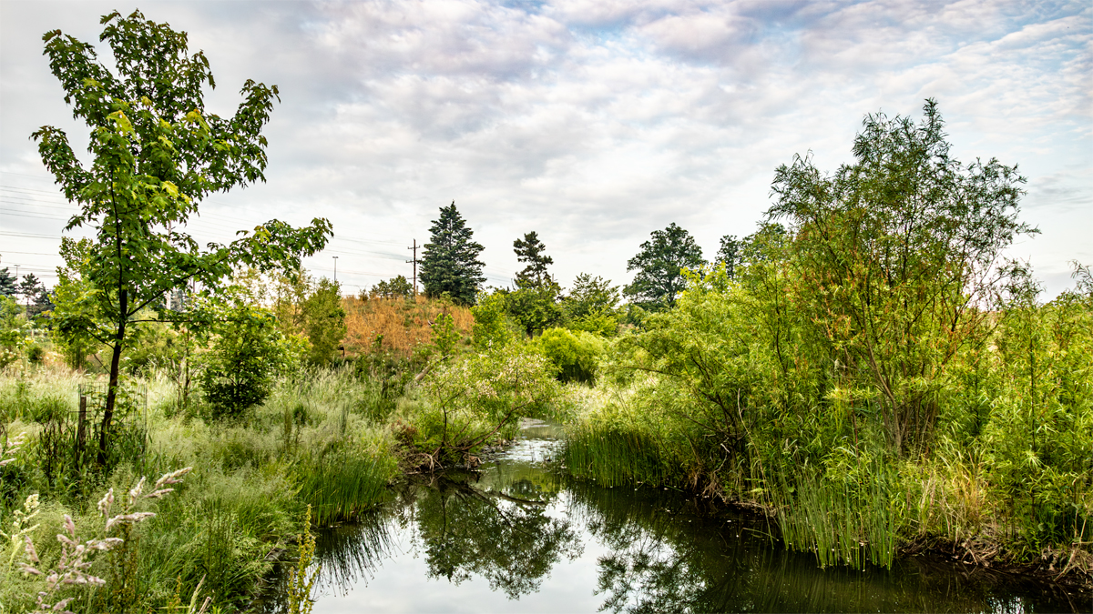 Acacia Reservation 