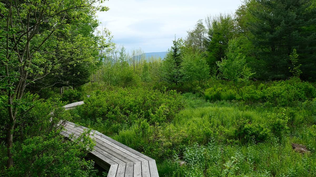 Winding boardwalk leads through marsh; mountains in the distance
