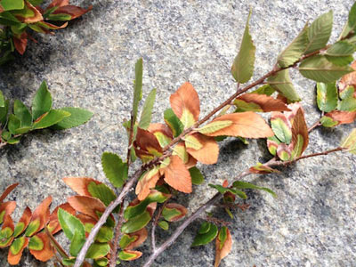 Tree Damage