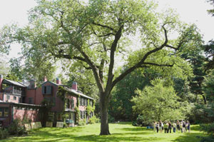 Olmsted Oak