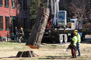 Olmsted Oak being removed