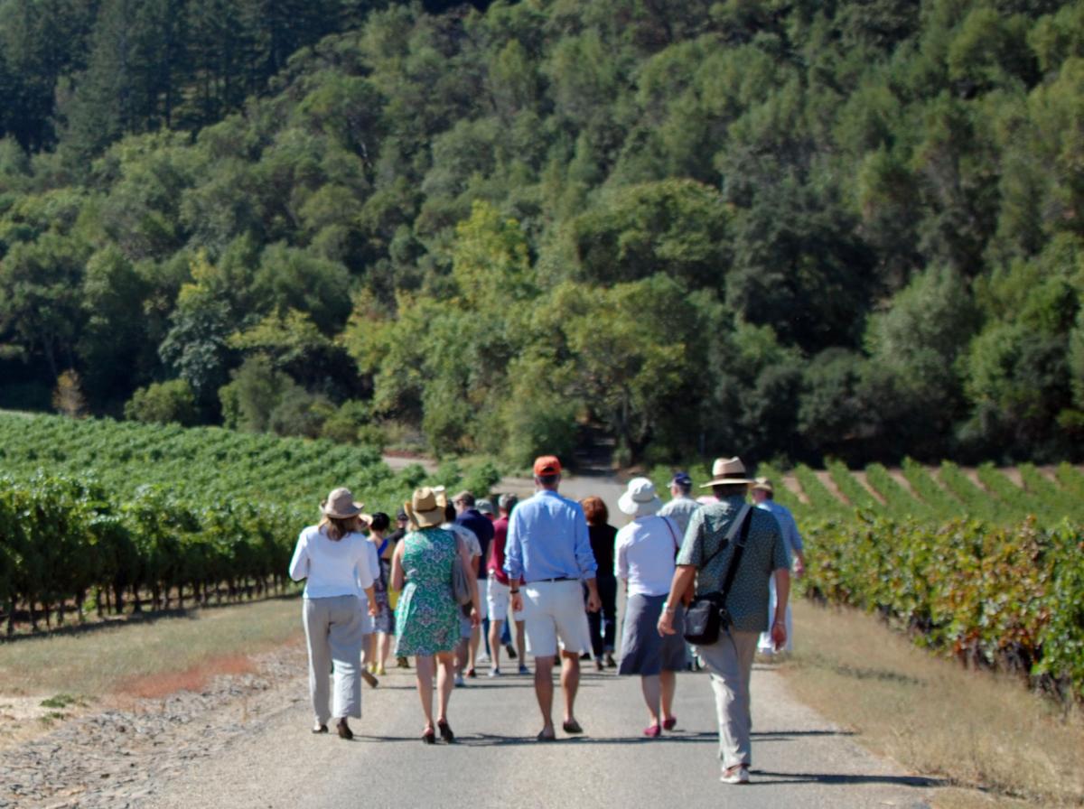 Sonoma Vineyard