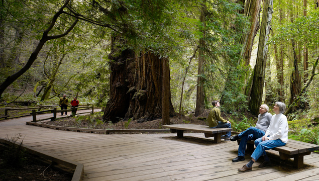 Picture of Muir Woods