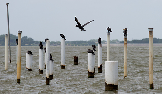 Photo of White Rock Lake Wildlife Water Theater