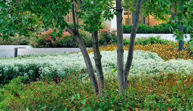 Federal Reserve Board Garden