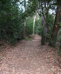 Santa Barbara Botanic Garden, CA 