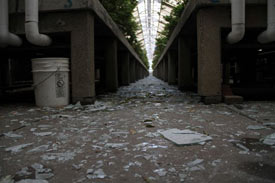 Production Greenhouse hail damage