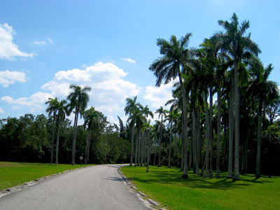 Palm Road