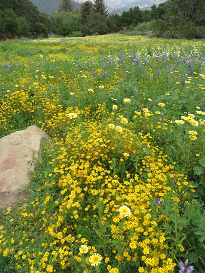 Santa Barbara Botanic Garden