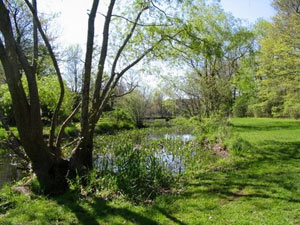 Buttonwood Park wetlands