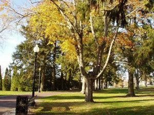 Buttonwood Park specimen tree