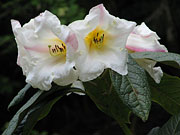 Gerdemann Garden, Yachats, Oregon