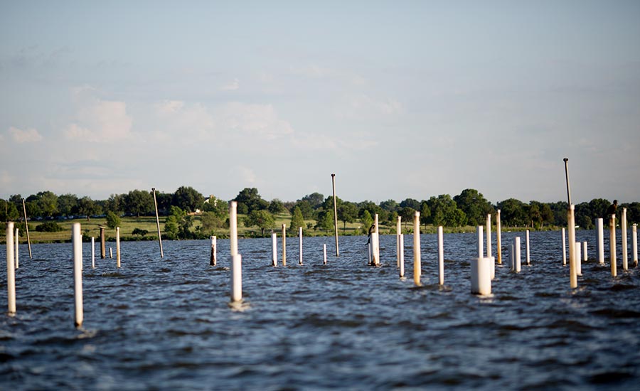 White Rock Lake Wildlife Water Theater