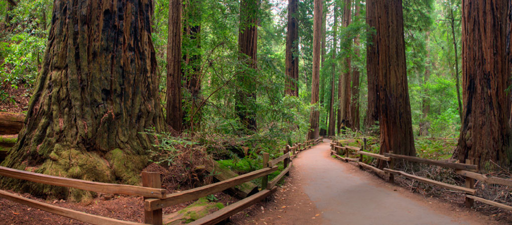 Muir Woods Boardwalk