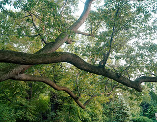 Black Oak Photograph © Barbara Bosworth