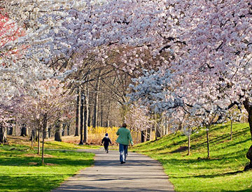 Cherry Trees