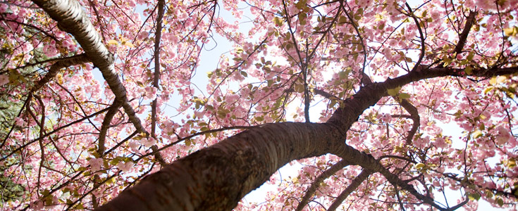 Cherry Trees