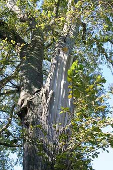 close up of elms trunk