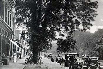 Historic Photograph of elms