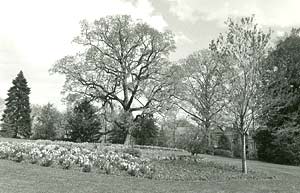 Property lines for arborland