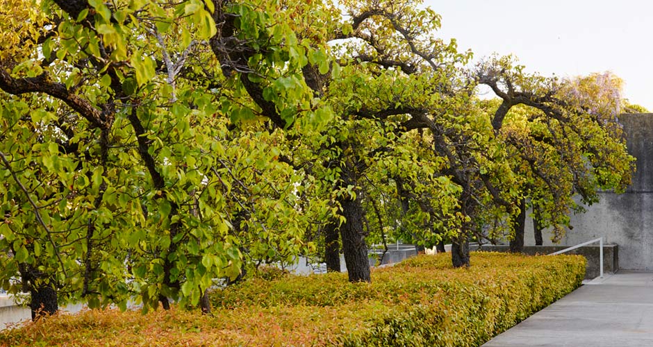 Oakland Museum of California 