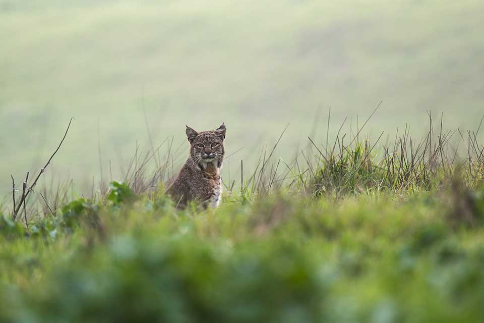 Coyote Valley