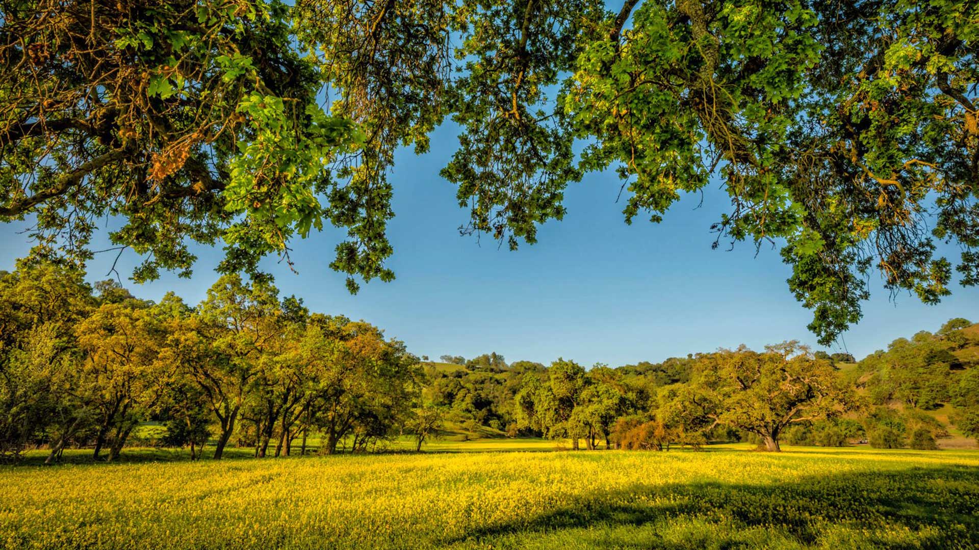 Coyote Valley