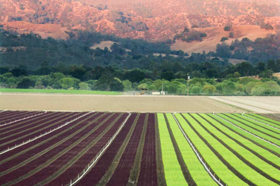 Coyote Valley
