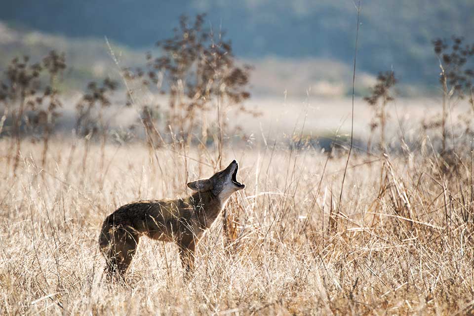 Coyote Valley