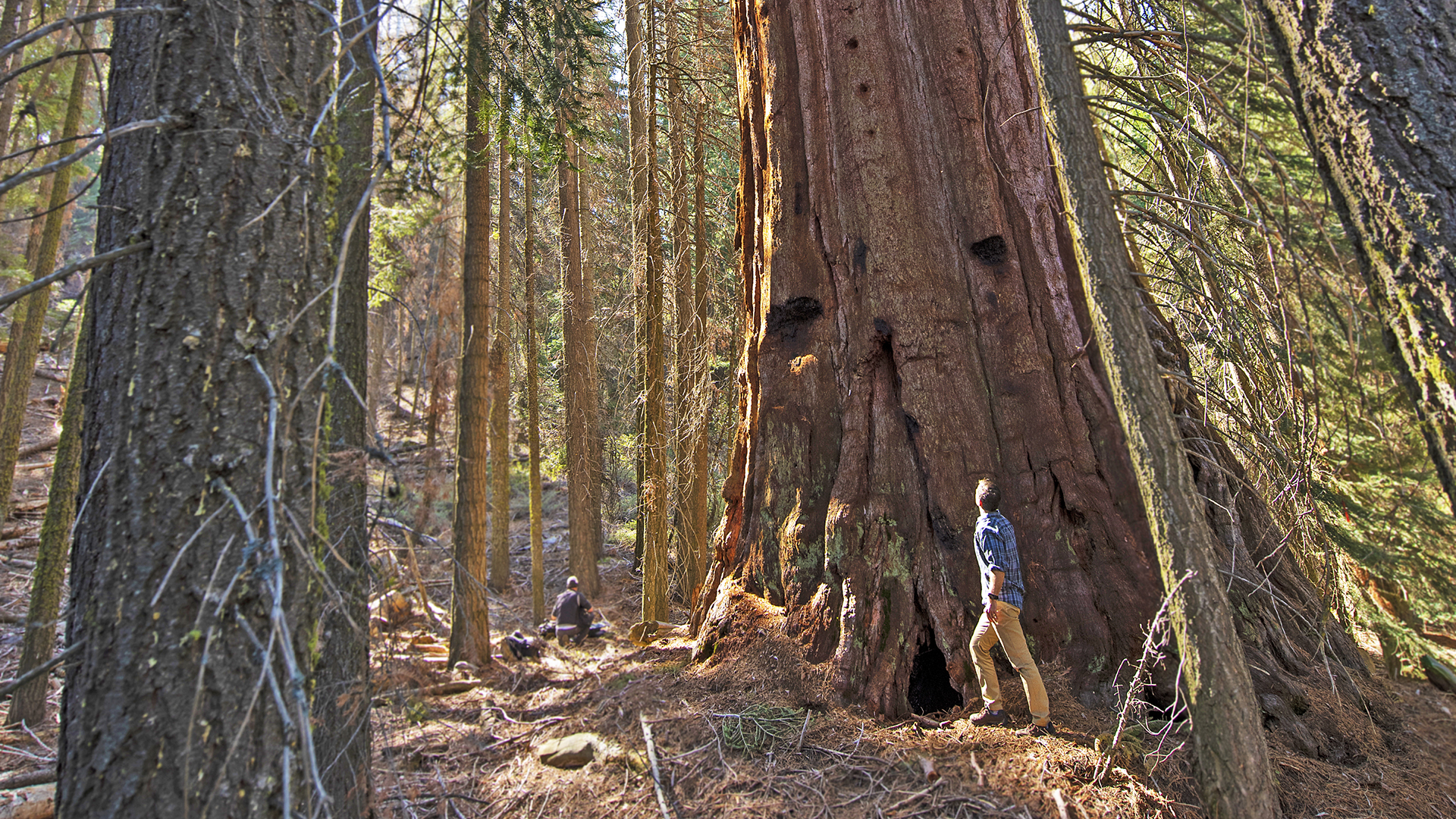 Giant Sequoia Range