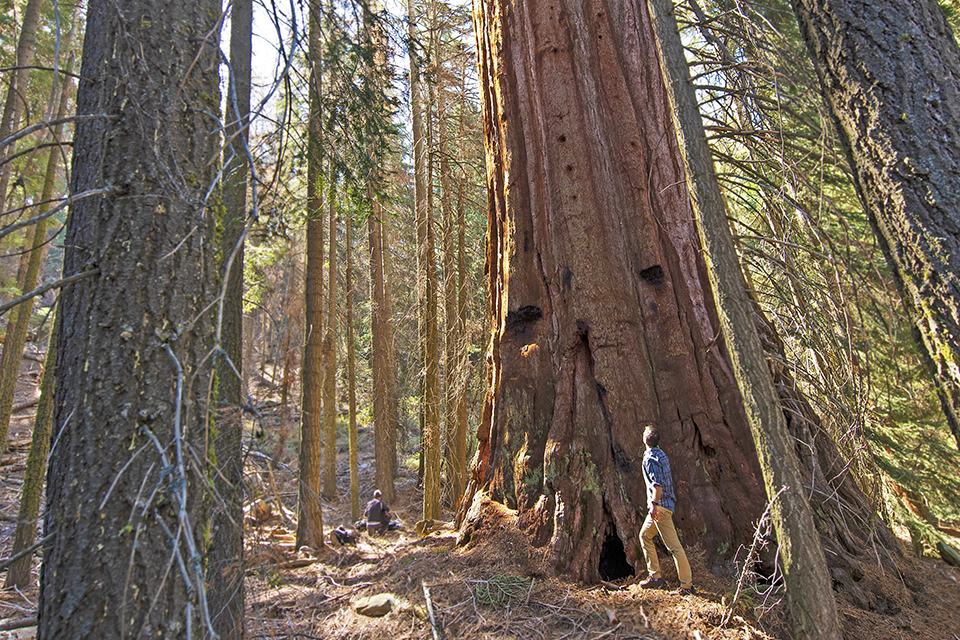 Giant Sequoia Range