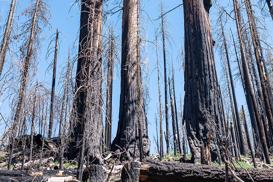 Giant Sequoia Range