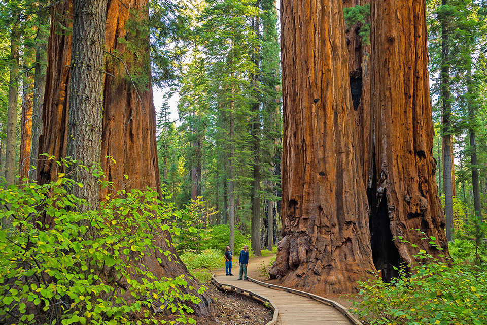 Giant Sequoia Range