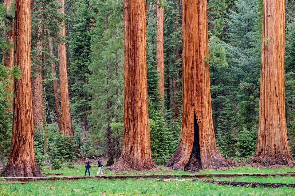 Giant Sequoia Range