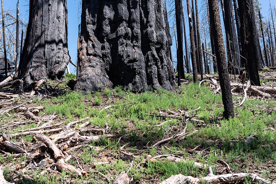 Giant Sequoia Range