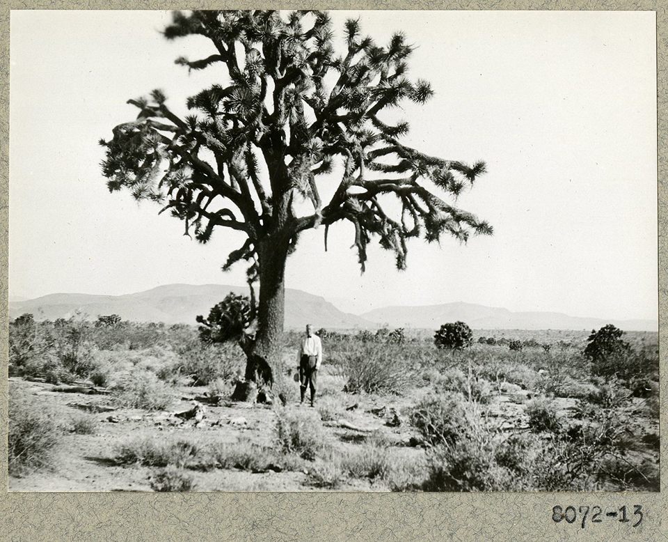 Image 1 Alt Text