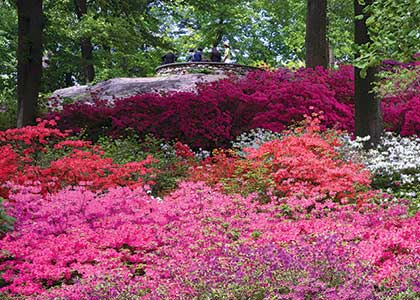 New York Botanical Garden