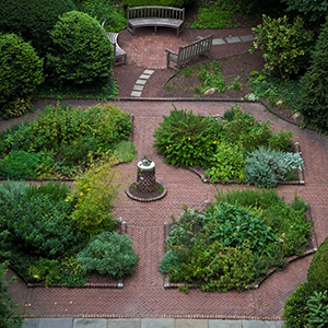 Benjamin Rush Medicinal Plant Garden