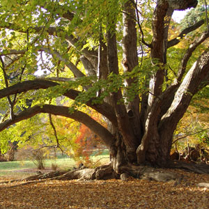 Morris Arboretum 