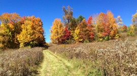 Central path through a meadow leading to a grove of autumnal trees