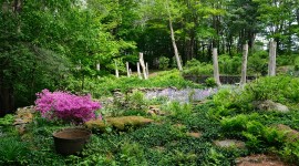 Garden in bloom