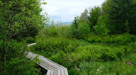 Winding boardwalk leads through marsh; mountains in the distance