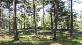 Lyndon Baines Johnson Memorial Grove, Washington, DC