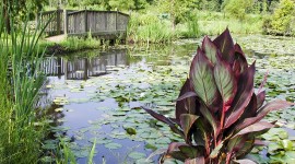Kenilworth Aquatic Gardens, Washington, DC