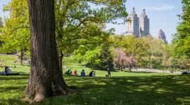 Central Park, New York City