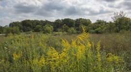 Sanctuary Woods