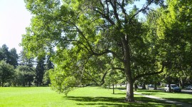 Cheesman Park Esplanade, Denver, CO