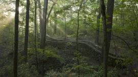 Sanctuary Woods, Ravine and Asylum Stairs