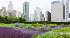 Lurie Garden, Chicago, IL